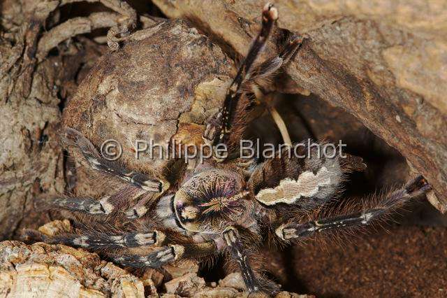 Theraphosidae_1650.JPG - Sri Lanka, Araneae, Mygalomorphae, Theraphosidae, Mygale Pokie (Posseloteria fasciata), Tarantula, Fringed ornamental